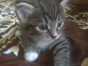 котенок даром.в добрые руки #357939