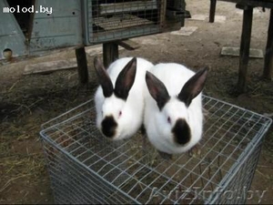 Продам кроликов разных пород. #341301