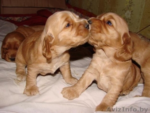 Щенки  англ.кокер.спаниель #362847