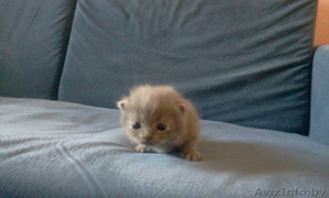 мурчащее предложение #364499