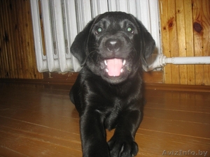 Лабрадор-ретривер Чижовка #353176