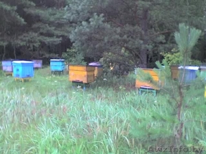 Продается пасека,  мёд  #340652