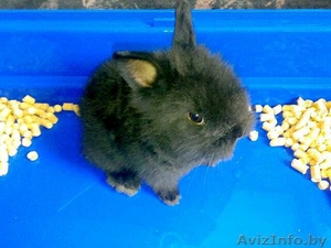 Продам декоративного кролика #347843