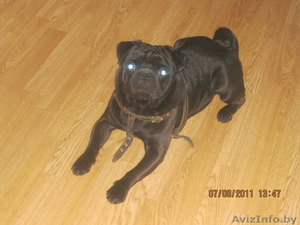 МОПС ИЩЕТ ПОДРУГУ ДЛЯ ВЯЗКИ #344871