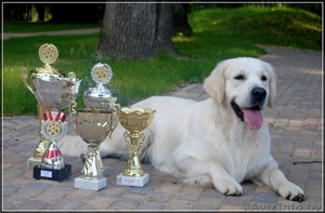 Щенки голден(золотистого) ретривера от титулованных родителей! #343579