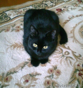 Черная кошка                                    #348752