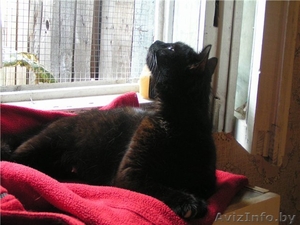 Миниатюрная черная красавица-кошка Маркиза  #344168