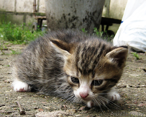 Отдам котят в хорошие руки,  подарю #348933