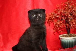 Шотландские вислоухие котята возраст 2мес. #361228