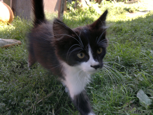 Котята ищут хозяев #366771