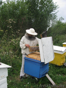 Продам мёд оптом из Полесья. Личная пасека. #363005