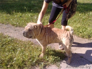 шарпей в дар .ответственным людям #368423