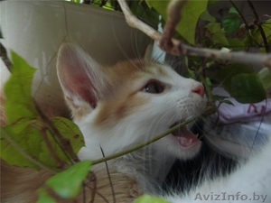 Котёнок Барни в дар,  80447110985 #342297