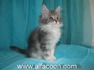 Мейн-кун котята. #364963