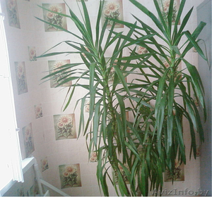Продам пальму Юкка ростом 1.9м #353307