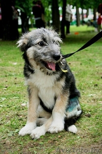 Небольшая собачка-щенок 8 месяцев  #344164