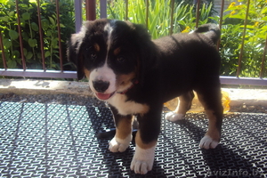 Продм щенков бернского зенненхунда #359335