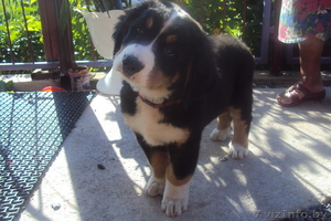 Продам щенка бернского зенненхунда #359332