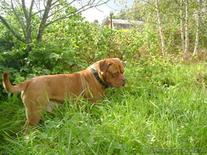 Бордоский дог, куплю. #366234