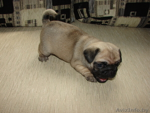 Продается мопсенок #344041