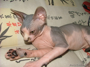 Продам котенка канадского сфинкса #344157