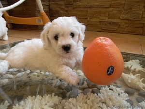 Бишон Фризе щенки #339518