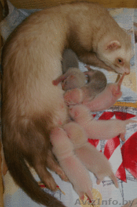 Хорек декоративный (Фретка) Питомник 