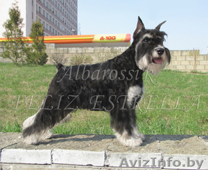 Цвергшнауцера щенки очаровательные и милые #346211