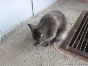 найдена кошечка (кот) в Уручье (Минск) #355805