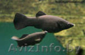 продаю моллинезий  #364553