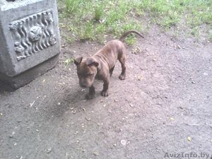 щенок американского ставфощирского терьера  #341768