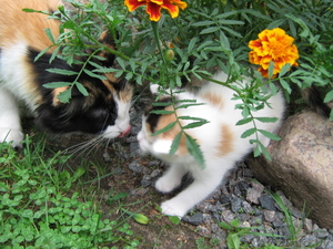 маленькое пушистое счастье в добрые руки #339099