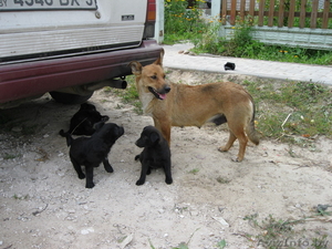 Щенята в дар... #356951