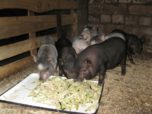 Продам поросят вьетнамской пароды вислобрюхие (молодняк) #350580