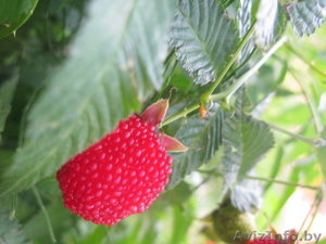 Гибрид малины и клубники #356233
