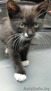 Котенок ищет хозяина #364033