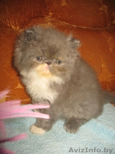 Персидские котята_____) #346337