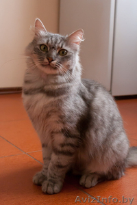 Кошечка ищет дом! #348560