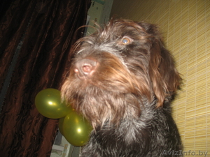 ищем кабеля дратхаара #348669