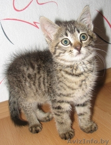 ласковый и общительный котёнок ищет лучших хозяев #343974