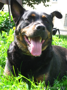 Собака Дана ищет новых любящих хозяев #367364