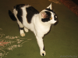 Кошка-мышеловка в дар Подарю кошку Кошки в дар Подарю кошек #349733