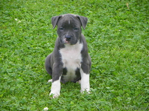 Щенки американского стаффордширирского терьера (стаф,  стафорд,  амстаф) #340060