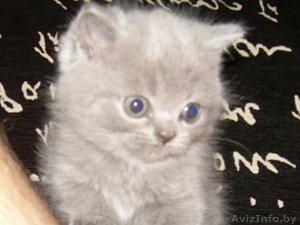 Британские котятаЧистокровные британские котята-медвежата,  голубого окраса,  маль #365346