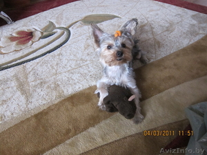 пропала собака,  ЙОРКШИРСКИЙ ТЕРЬЕР #358055