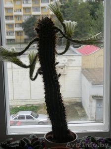 продам кактус цветущий  #361458