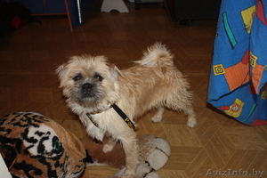 Брюссельский Грифон вязка #358793