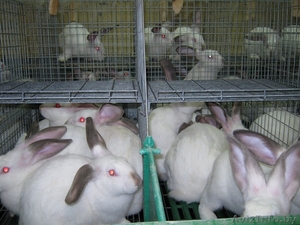 Мясо кролика из подсобного хозяйства #341535