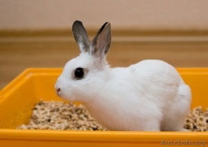 декоративный кролик! #349700