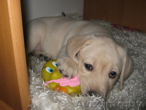 Продается лабрадор #357727